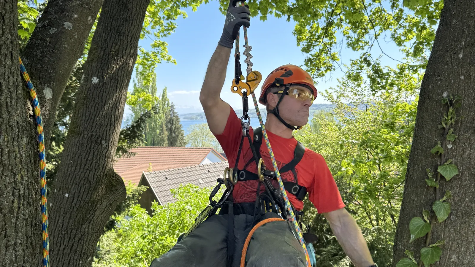Florian Mihaljevic bei der Baumpflege, gesichert im Baum